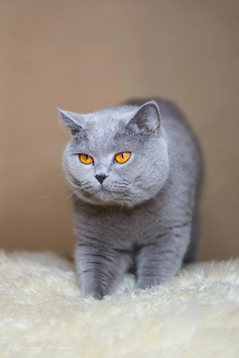 Кошки Бритиш Шортхэйр