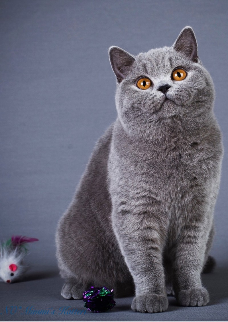 Британская короткошёрстная кошка