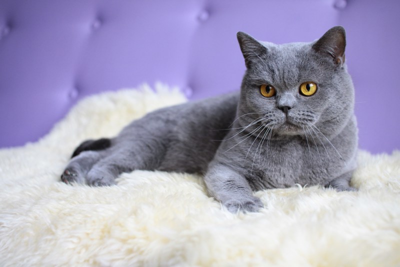 Кот британец