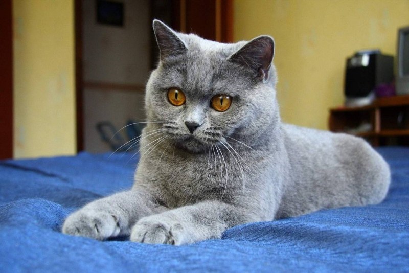 Британец кошка