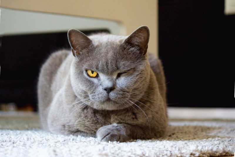 Британец кошка