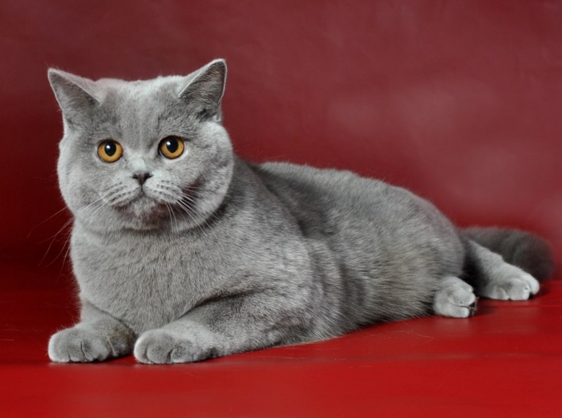 Голубой британец кот