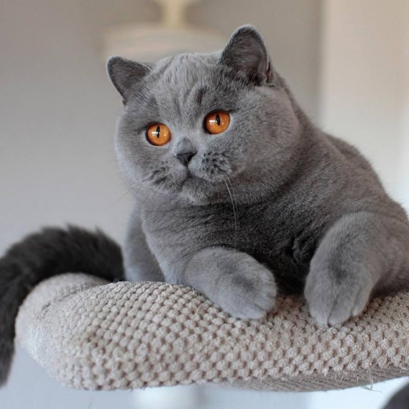 Британская короткошёрстная кошка