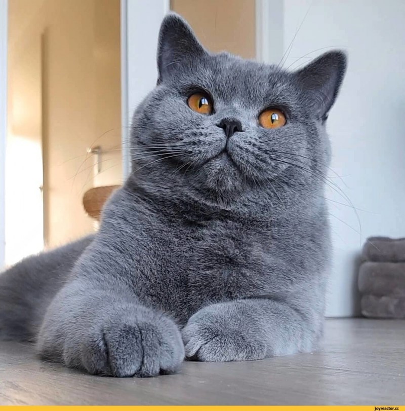 Британская короткошёрстная кошка голубая
