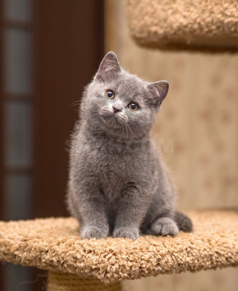 Британская кошка короткошерстная серая