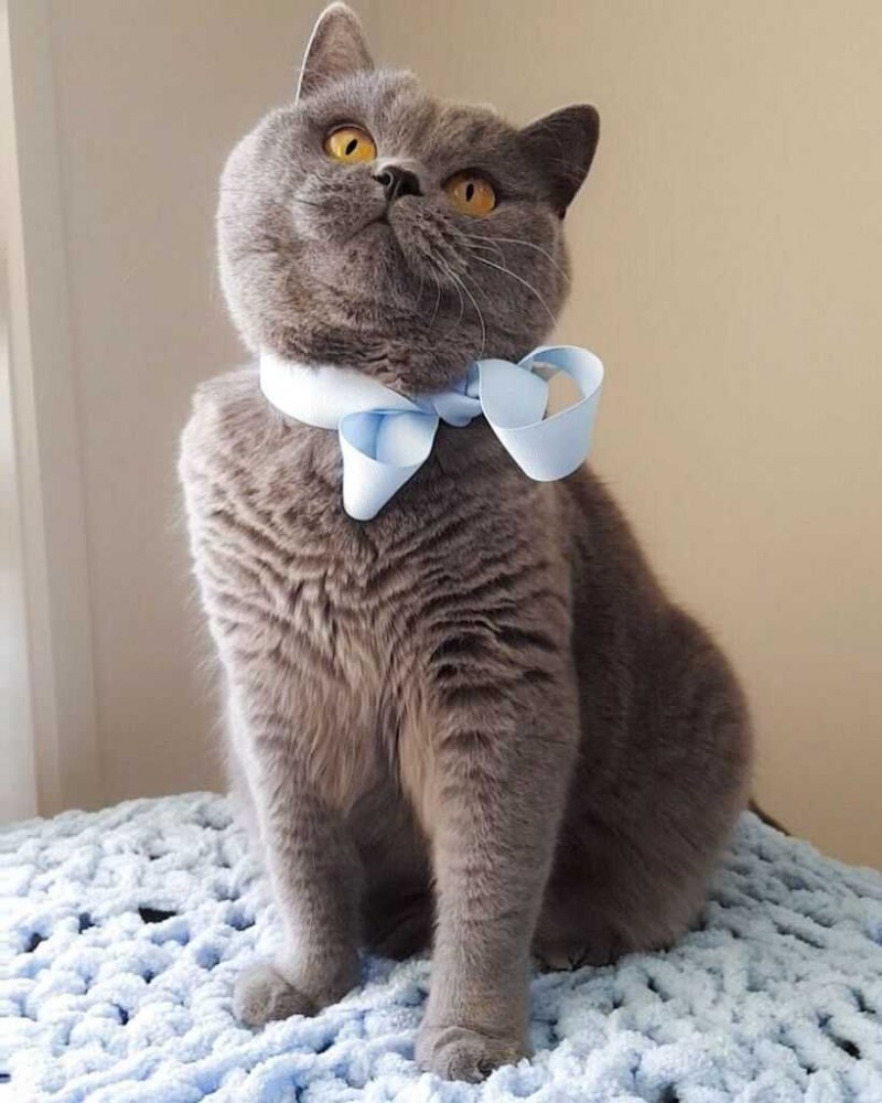 Шотландская шиншилла табби