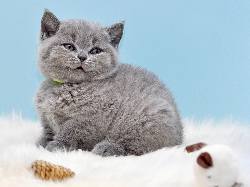 Британская кошка короткошерстная серая