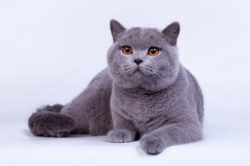 Кошка Шотландская прямоухая короткошерстная серая