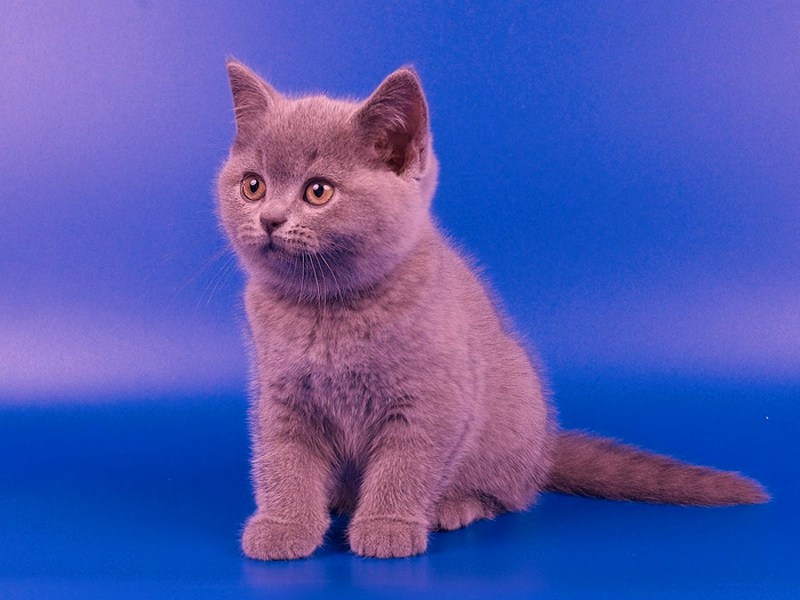 Британская короткошёрстная кошка котята
