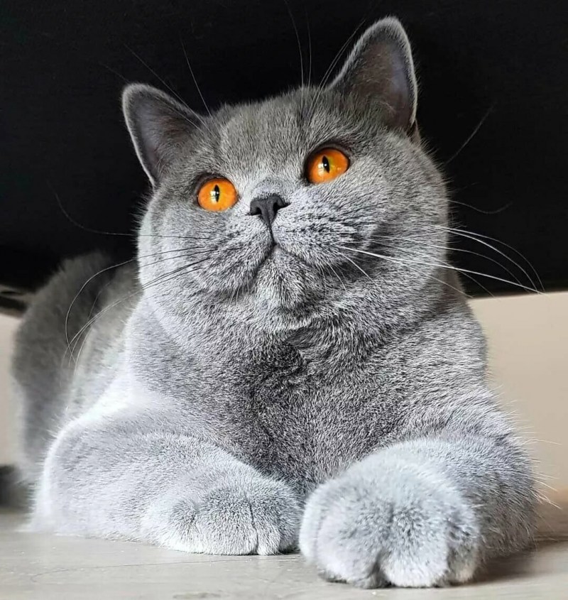 Британская короткошёрстная кошка