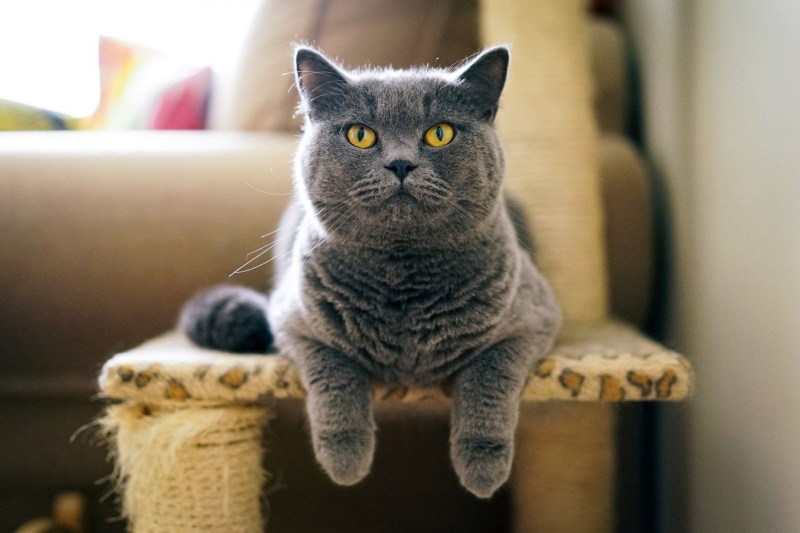Британская кошка гладкошерстная