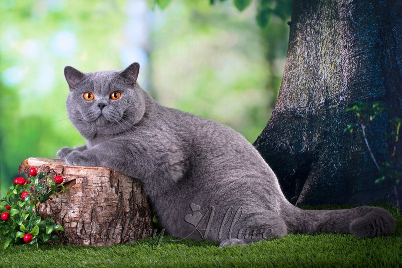 Британский короткошерстный кот толстый