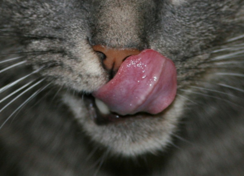 Накрашенная кошка