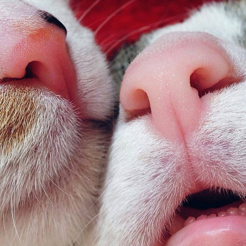 Накрашенная кошка