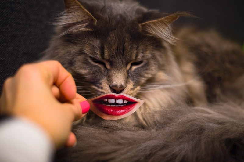Нос кота фото
