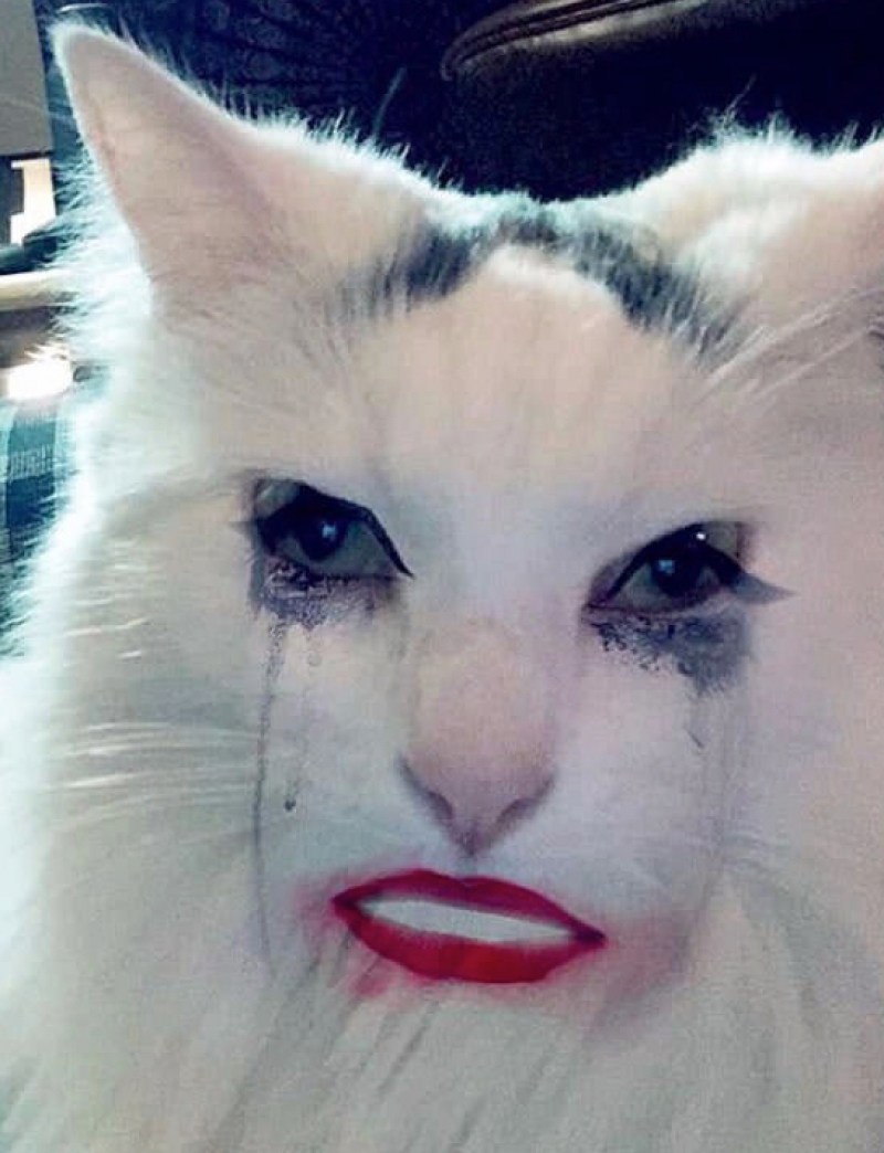 Глупый кот