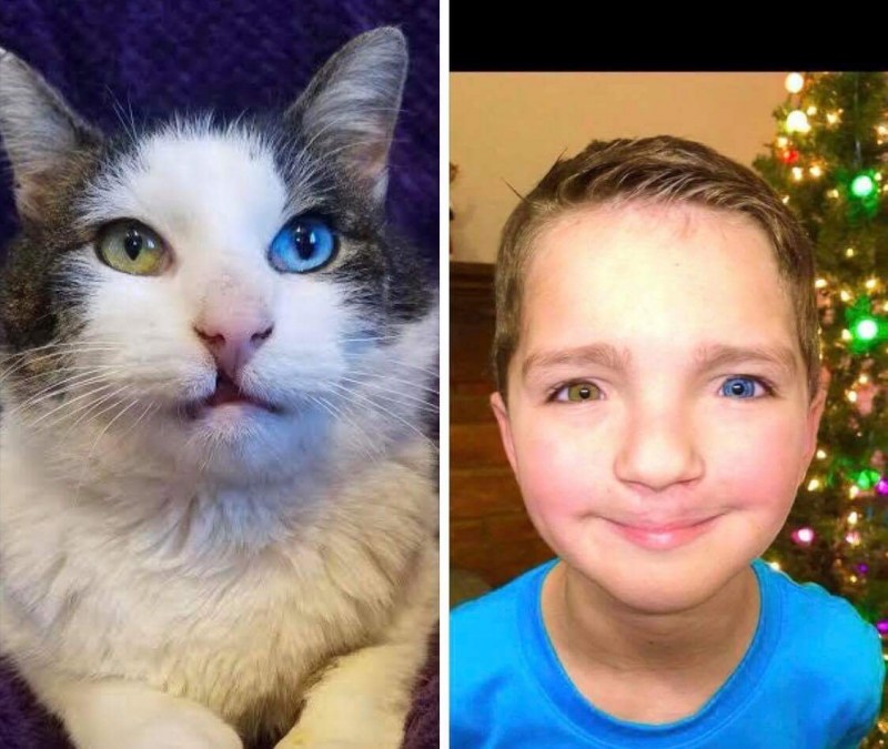 Аномальные котики