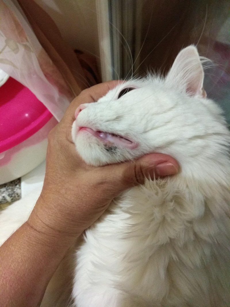 Котика жалко