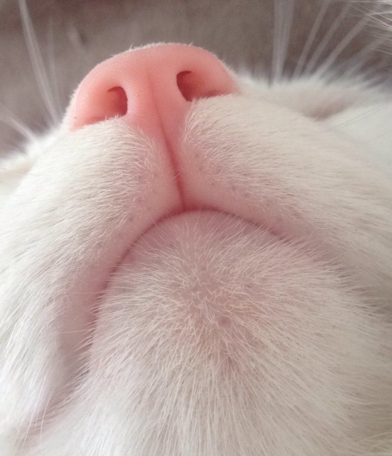 Кот с накрашенными губами