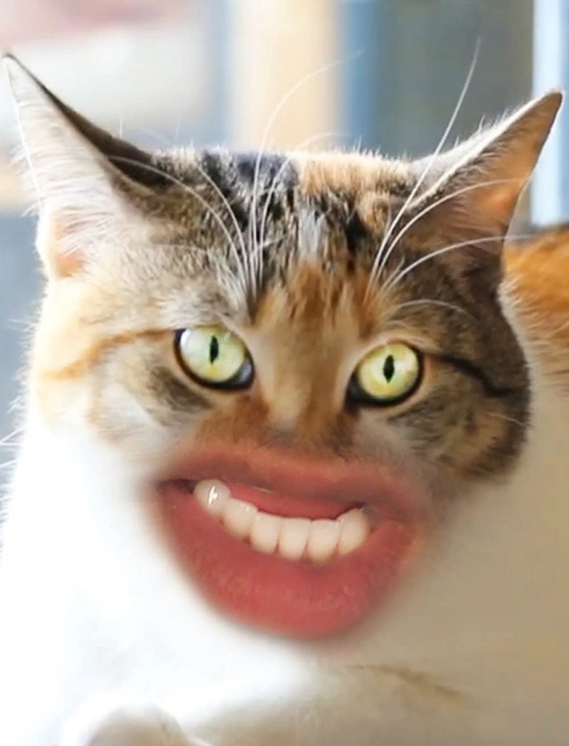 У кота напухла губа нижняя