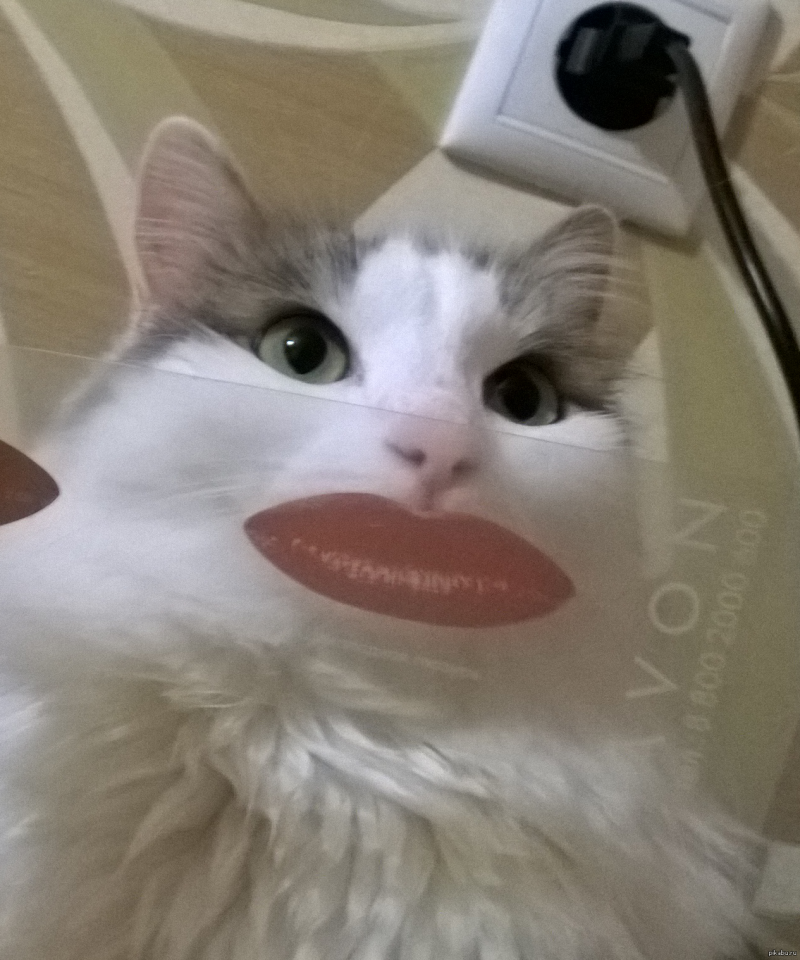 Котик облизывается