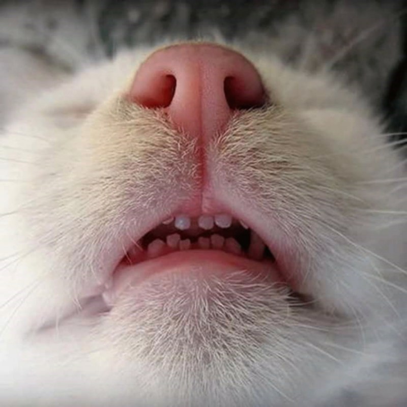 Маленькие кошачьи зубки