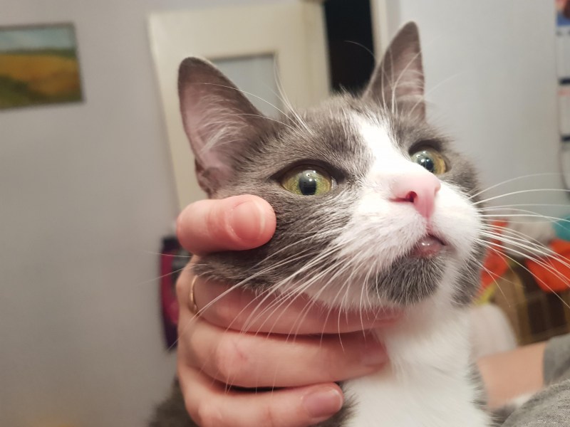Кошка с бровями