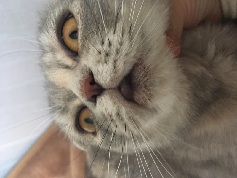Кошачий нос