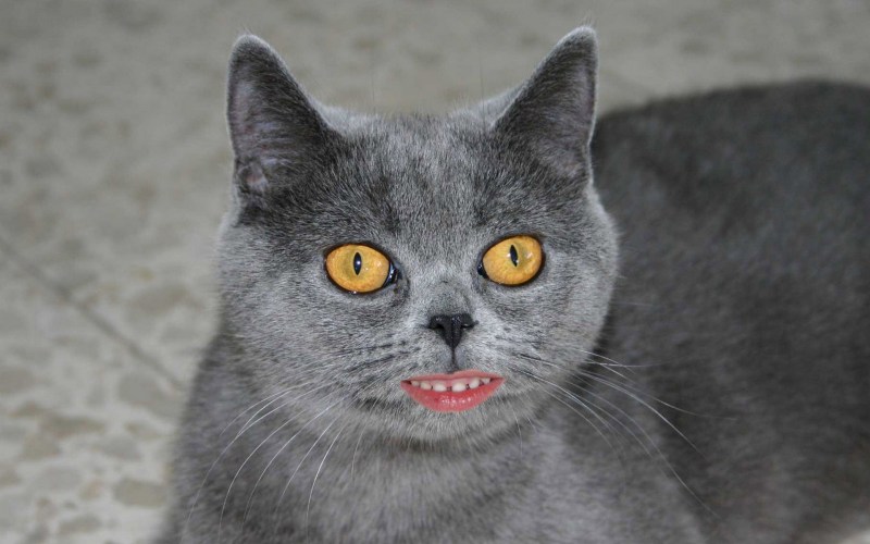 Рыжий кот с губами