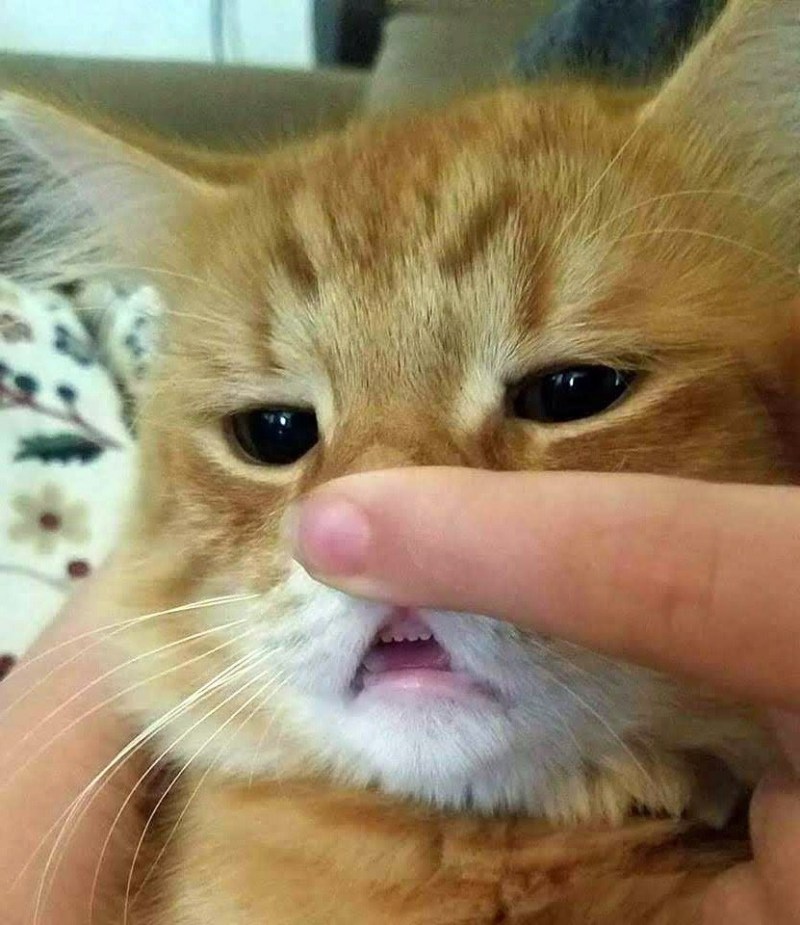 У котенка опухла нижняя губа