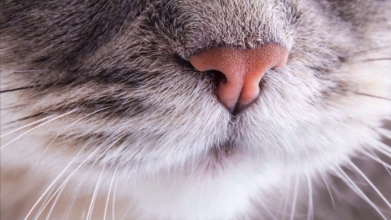 Кошка с открытым ртом