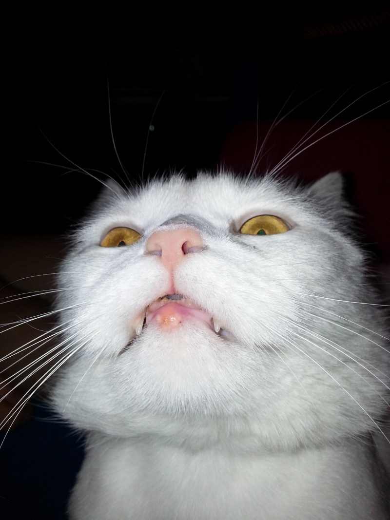 Кошачий нос