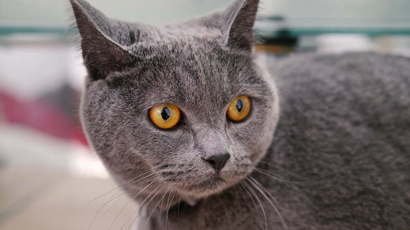 Кот русской голубой породы с коротким хвостом