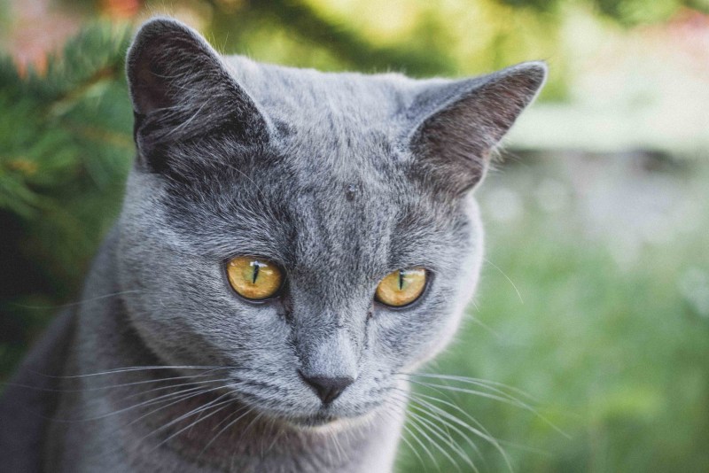Сибирский голубая кошка короткошерстная