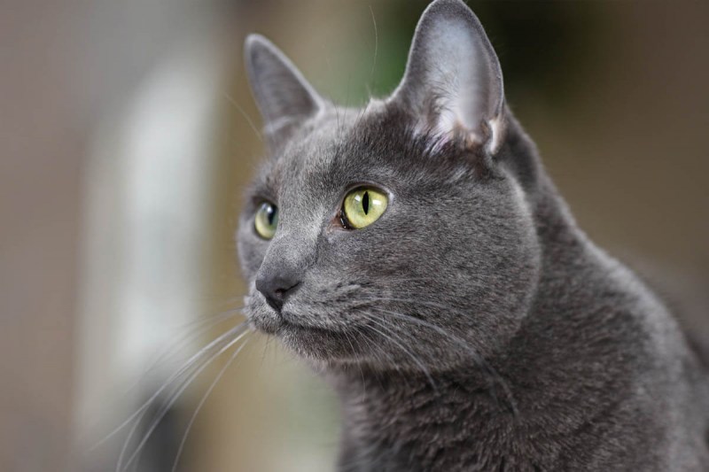 Корат кошка котята
