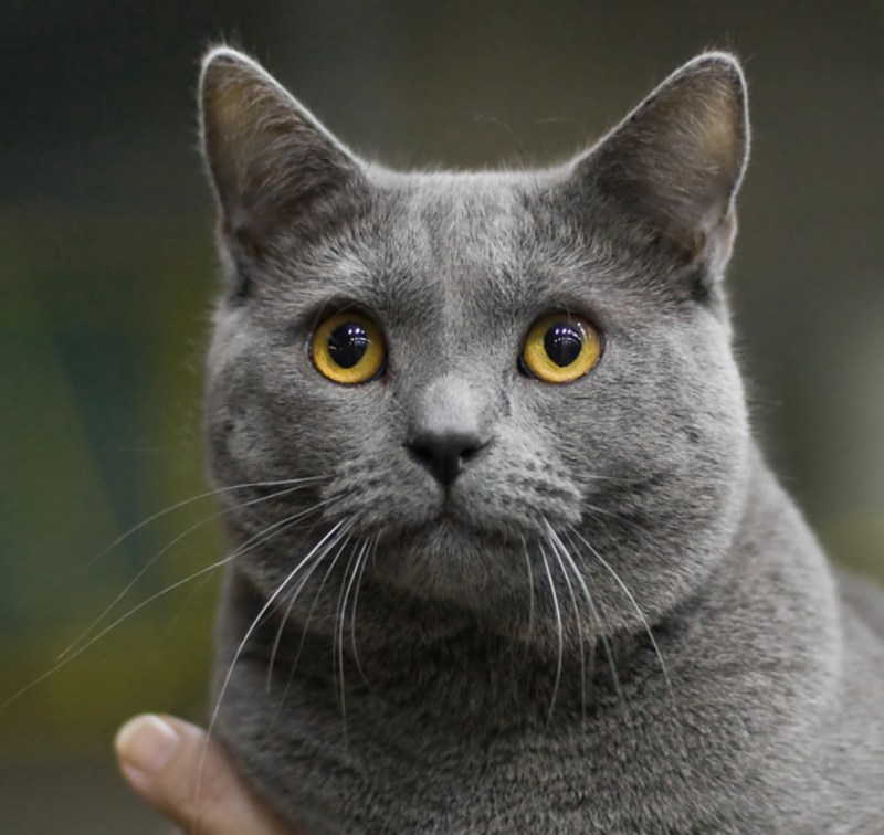 Сибирский голубая кошка короткошерстная