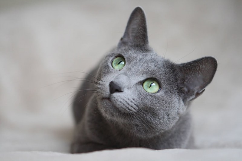 Смешная голубая кошка