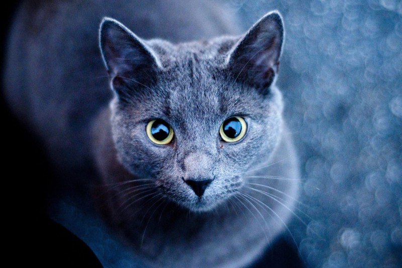 Корат шартрез Картезианская кошка