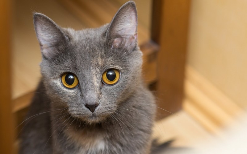 Кошка серая