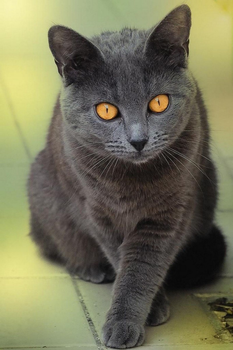 Кошки породы шартрез