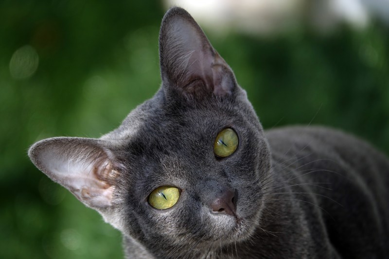 Кошка породы Корат кот британец