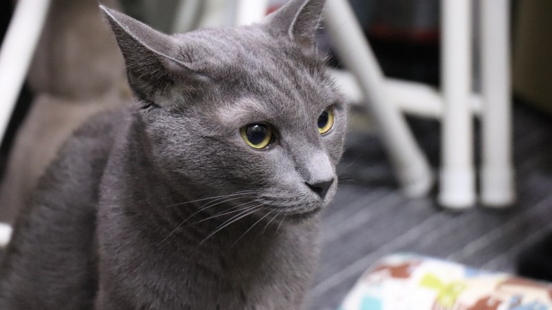 Русская серая кошка