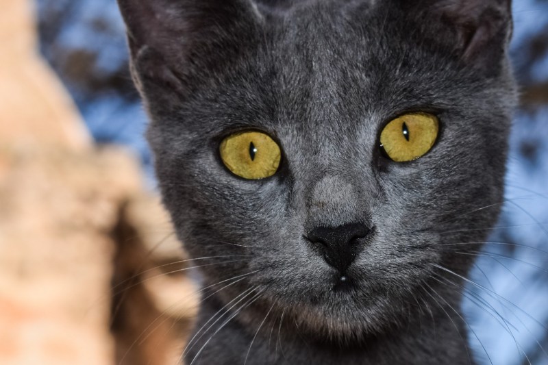 Коты породы Корат