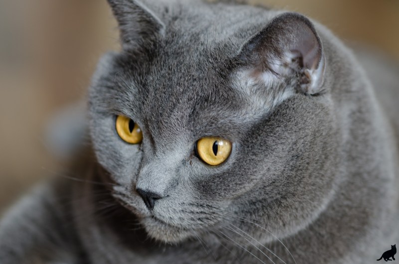 Скоттиш шартрез