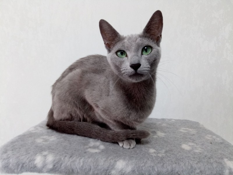 Кошка серого цвета