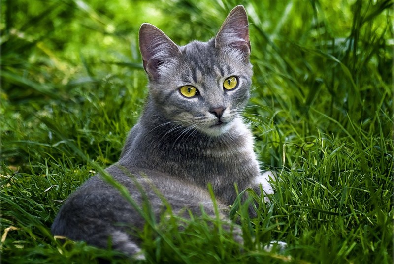 Скоттиш шартрез