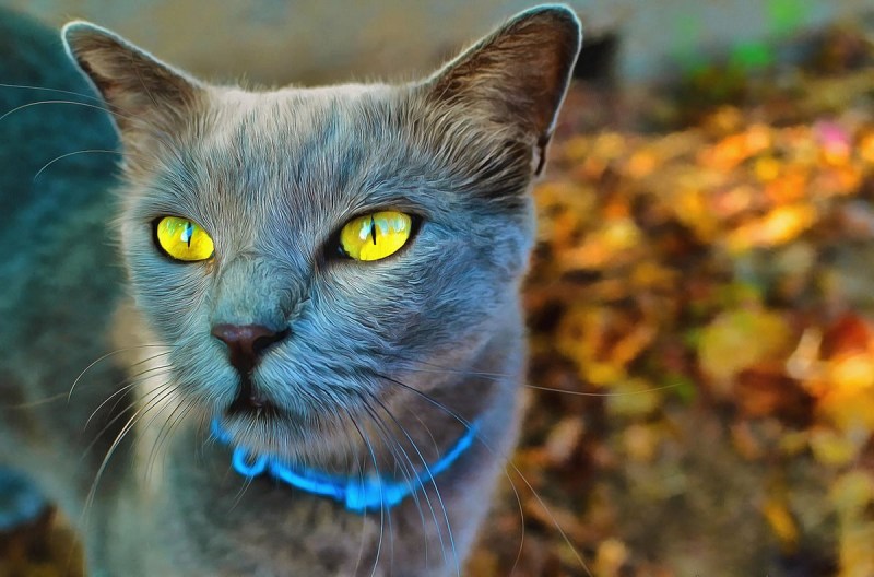 Черный кот породы Корат
