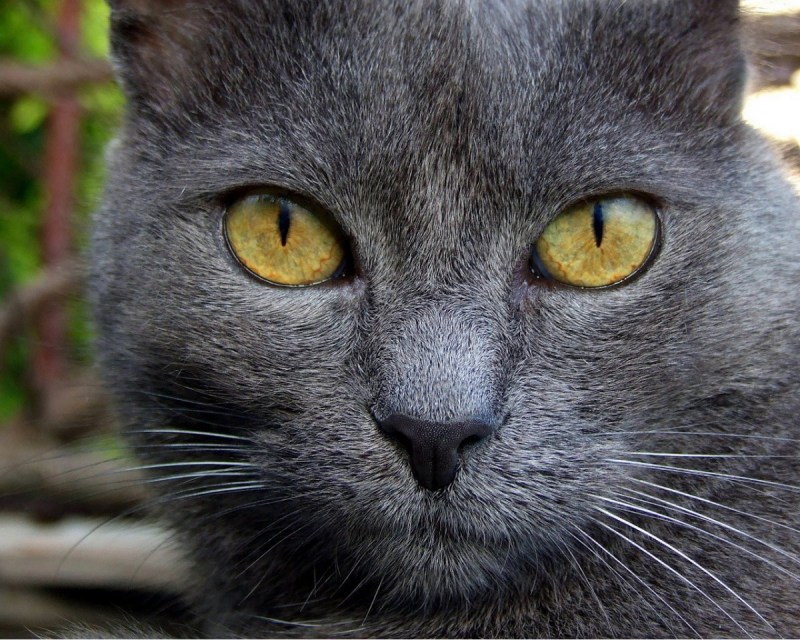 Шартрез кошка