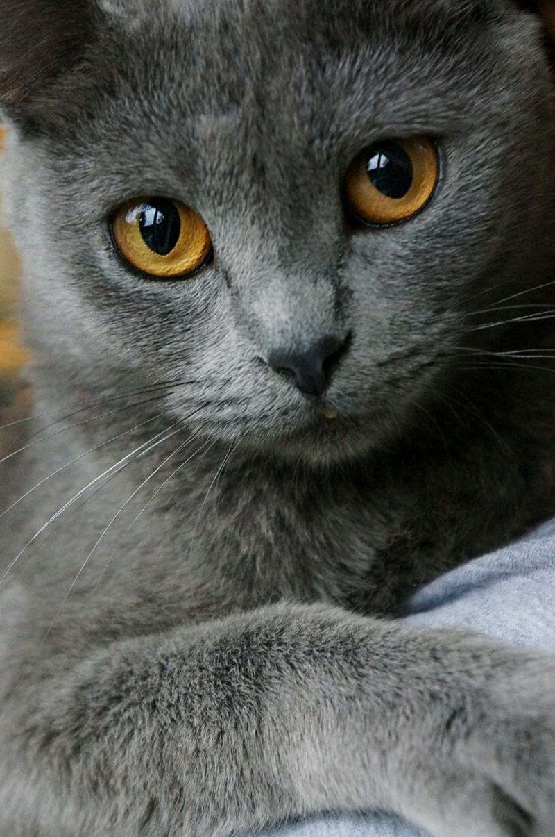 Картезианская кошка британец