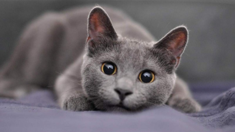 Русская голубая кошка короткошерстная серая